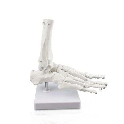 Модель скелета голеностопного сустава человека Bone-5