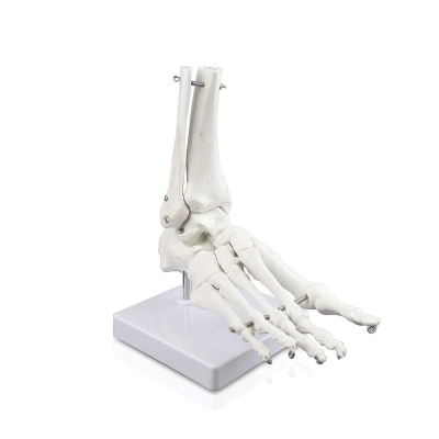 Модель скелета голеностопного сустава человека Bone-4