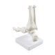 Модель скелета голеностопного сустава человека Bone